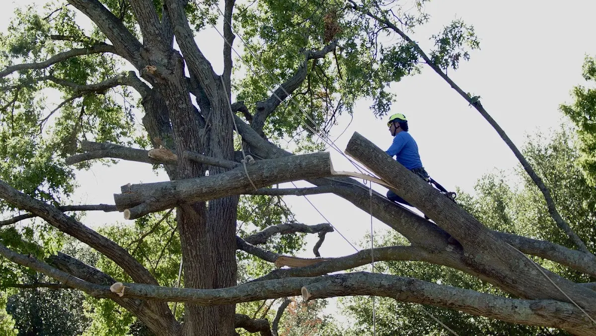 Professional Hazardous Tree Removal performed by certified arborists in Grove