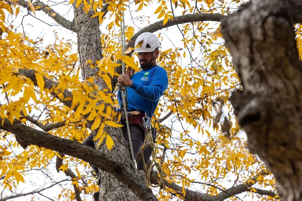 Skilled Storm Damage Cleanup crew working in Grove