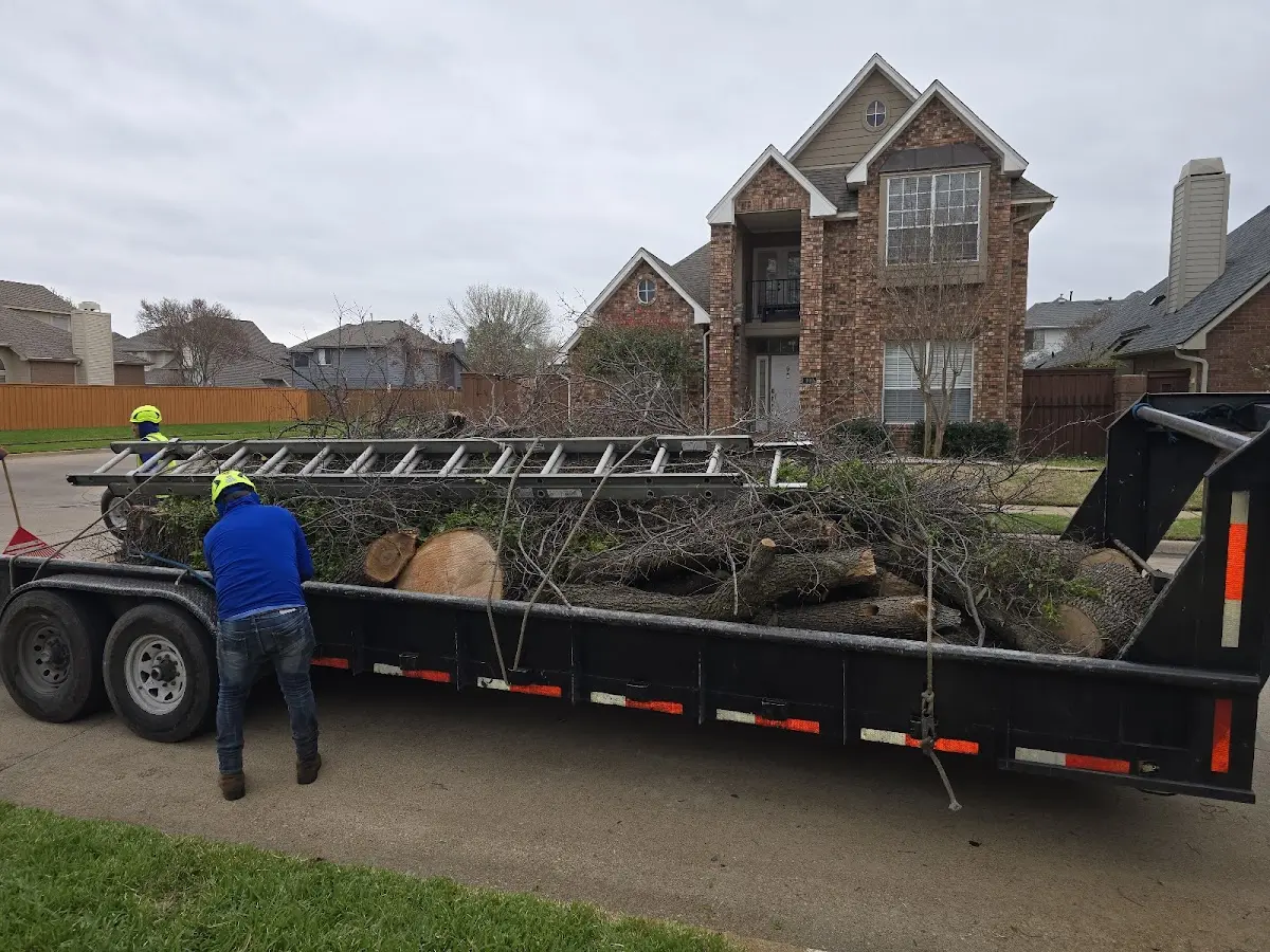 Expert Tree Removal with proper safety equipment in Grove